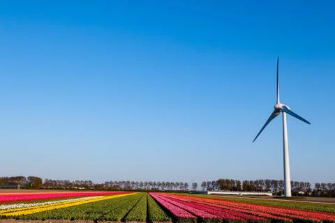Modern wind mill between tulip flower fields in The Netherlands Stock Photos