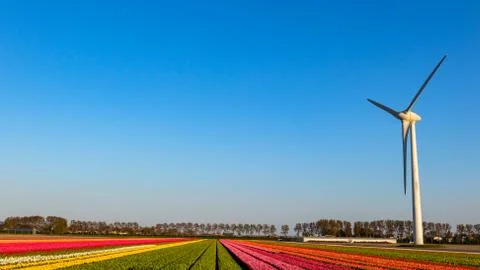 Modern wind mill between tulip flower fields in The Netherlands Foto stock