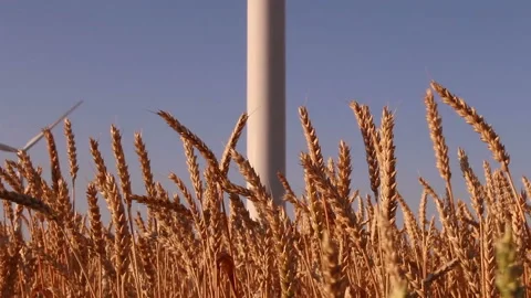 Modern wind turbine against the background of wheat taken from close range Video stock 88258102