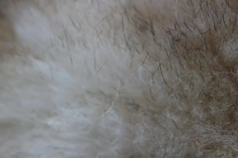 Modern wolf fur texture background close up, husky dog Stock Photos