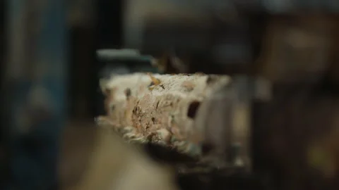 Modern woodworking equipment processing the raw lumber logs at the facility Stock Footage 220475920