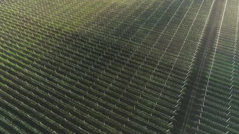 Modern Young Well-Kept Apple Orchard. Intensive Agriculture. Trellis. Stock Footage 151387285