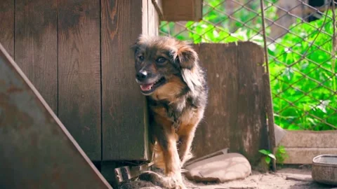 A modest, gentle and affectionate brown dog climbs out of a wooden booth and Stock Footage 217186579