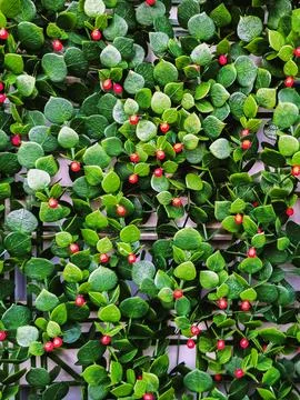 Modular artificial hedge panel. Beautiful hedge of Boxwood. Seamless textur.. 写真素材