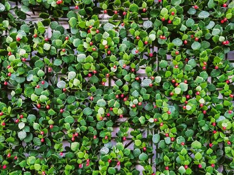 Modular artificial hedge panel. Beautiful hedge of Boxwood. Seamless textur.. 写真素材