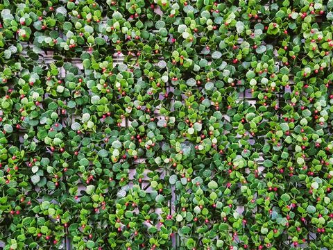 Modular artificial hedge panel. Beautiful hedge of Boxwood. Seamless textur.. 写真素材