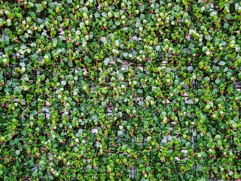 Modular artificial hedge panel. Beautiful hedge of Boxwood. Seamless textur.. Stock Photos
