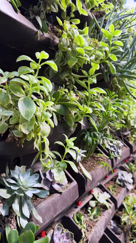 Modular vertical garden wall with succulents and trailing green plants Stock Footage 346160691