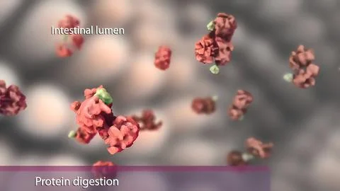 Modulation of cellular signaling by herpesvirus-encoded G protein-coupled rec 库存插图