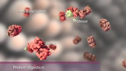 Modulation of cellular signaling by herpesvirus-encoded G protein-coupled rec 库存插图