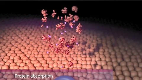 Modulation of cellular signaling by herpesvirus-encoded G protein-coupled rec Stock Illustration