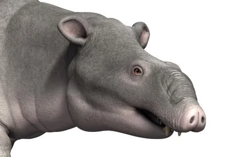 Moeritherium - Portrait Stock Illustration