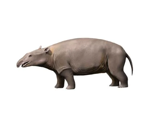 Moeritherium is a proboscidian from the Eocene epoch. Stock Illustration