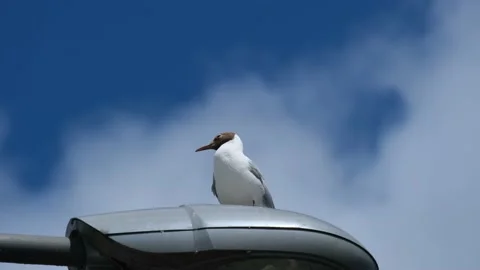 Moewe auf lampe Stockbeeldmateriaal 217684675