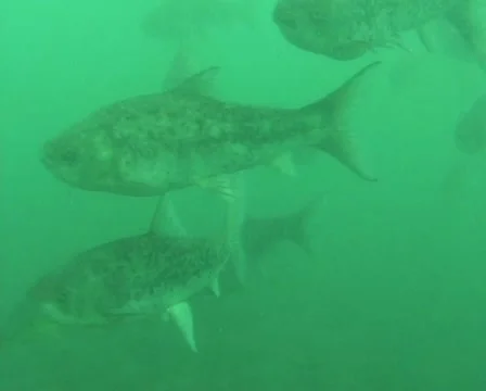 Moggels / mudfish Stock Footage 22024982