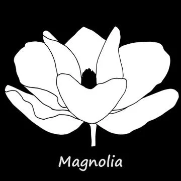 Mognolia flower isolated Illustrazione stock