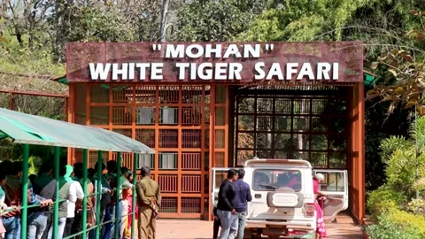 Mohan White tiger safari Madhya Pradesh India. Stock Footage 170719845