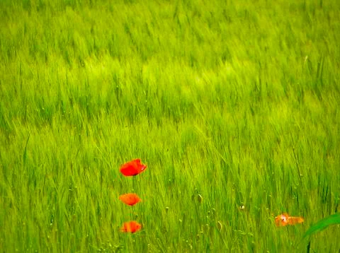Mohn auf einer Wiese Stock Photos