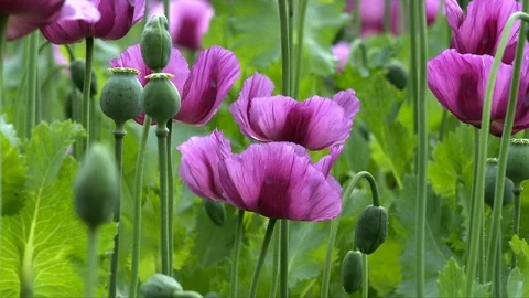 Mohnblumen Stock Footage 95241772
