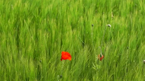 Mohnblumen im Wind - SLOMO Stock Footage 131102394