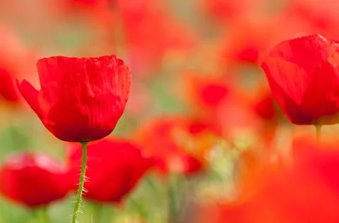 Mohnblumen Mohnblumen auf einem Feld im Frühjahr, Poppie flowers on afield.. Stock Photos