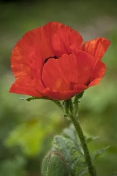 Mohnblüte Stock Photos