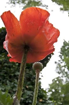 Mohnblüte Stock Photos