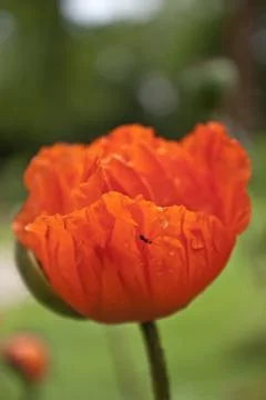 Mohnblüte Stock Photos