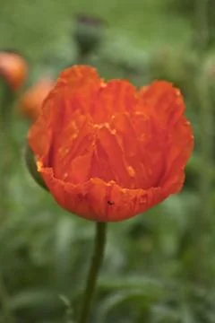 Mohnblüte Stock Photos