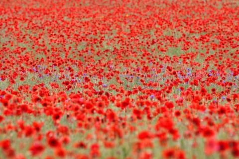 Mohnfeld Stock Photos