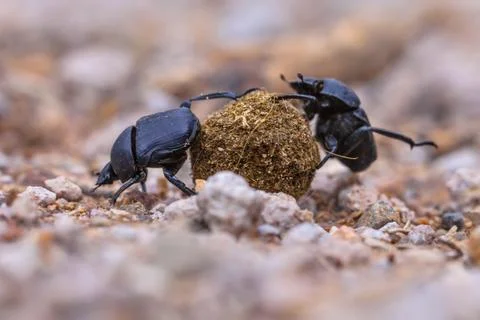 Moiling strong dung beetles facing challenges Stock Photos