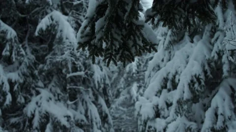 Mointain Trees Snowing Panning 4K Stock Footage 59773175