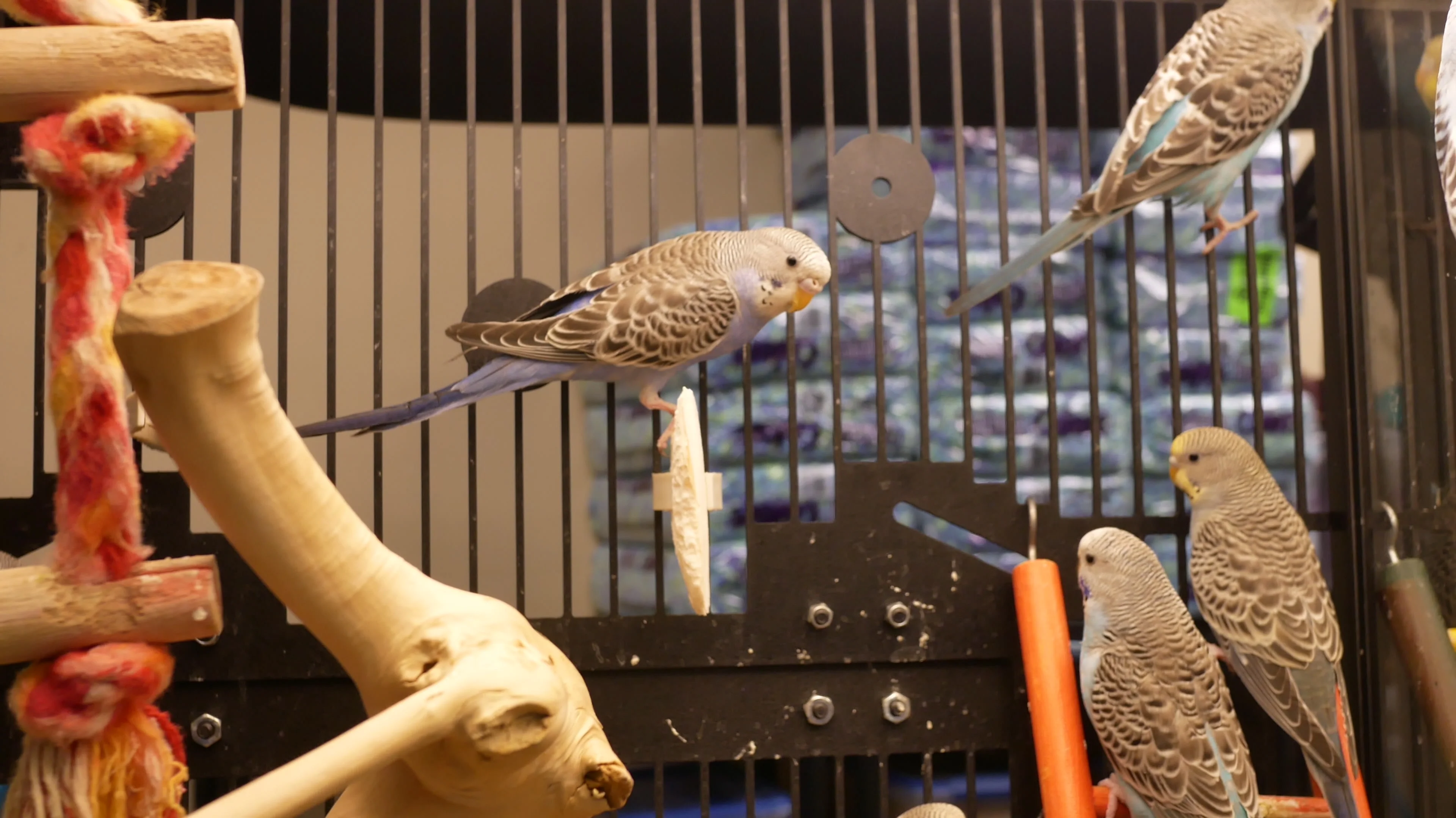 Parakeet top cages petsmart