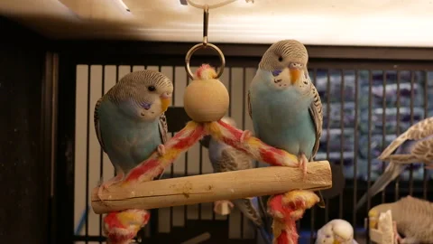 Moion of fancy parakeet in cage inside petsmart store with 4k resolution. Video stock 88070280