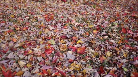 Moist Autumn Leaves on Fall Grass in Park Stock Footage 320376181