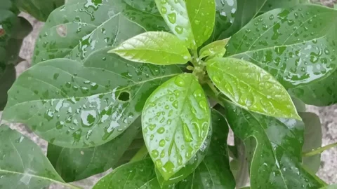 Moist Avocado Leaves Texture Background Stock Footage 329141530