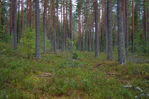 Moist forest Stock Photos
