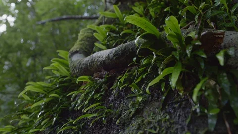 Moist Forest Plants Stock Footage 86506612