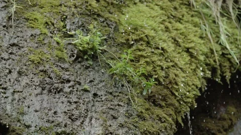 Moist forest with water drops Stock Footage 88341703