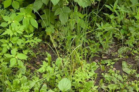 Moist ground covered with wild grass, raspberry leaves, plantain, dandelion.. Stock Photos