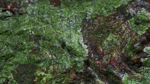 Moist Organic Surface Covered With Tropical Moss Vidéo 334990730