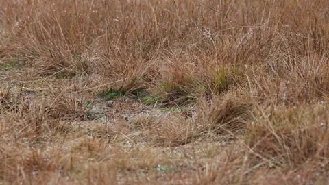 Moist Winter Grass 스톡 동영상 192577634