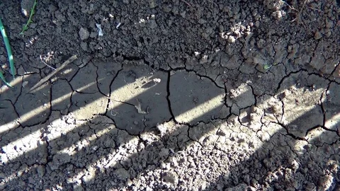 Moisten the bed with sprouts Stock Footage 78050101