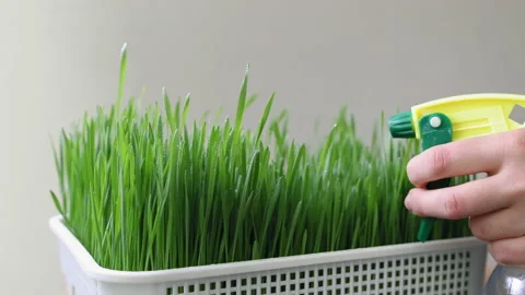 Moistening of wheat sprouts in the tray Vídeo Stock 155864115