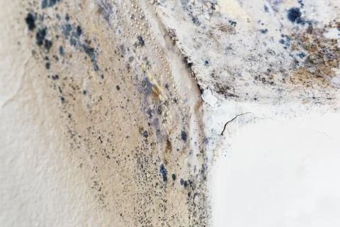 Moisture and mold -Problems in a house Stock Photos