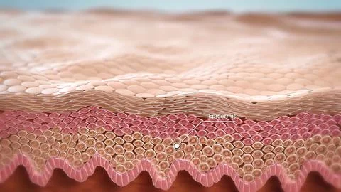 The moisture barrier is the outermost layer. Stock Illustration