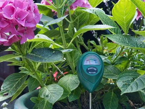 Moisture meter probe inserted into a flower pot testing moisture levels Stock Photos