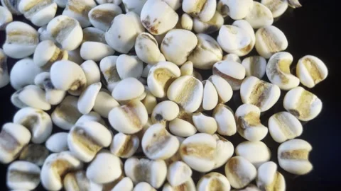 Moisture removing coix seed (1) Stock Footage 202161505
