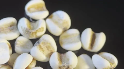 Moisture removing coix seed (3) Stock Footage 202161509