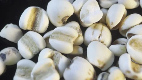 Moisture removing coix seed (4) Stock Footage 202161504